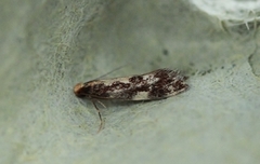 Rosenkjukemøll (Agnathosia mendicella)