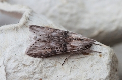 The Wormwood (Cucullia absinthii)