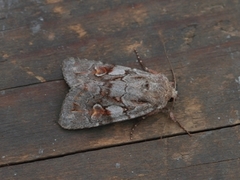 Northern Dart (Xestia alpicola)
