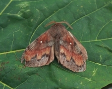 Pine Lappet (Dendrolimus pini)
