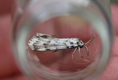 Heibjørnespinner (Coscinia cribraria)