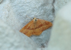 Barred Hook-tip (Watsonalla cultraria)