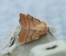 The Lackey (Malacosoma neustria)
