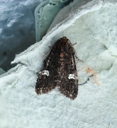 Dot Moth (Melanchra persicariae)