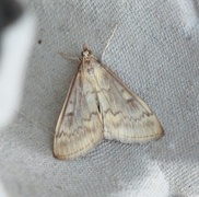 Maispyralide (Ostrinia nubilalis)