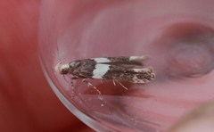 Recurvaria leucatella