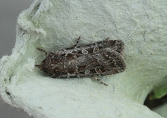 White-line Dart (Euxoa tritici)