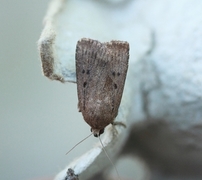 Grått pyramidefly (Amphipyra tragopoginis)