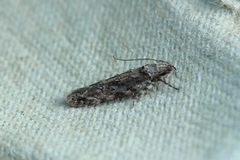 Psoricoptera gibbosella