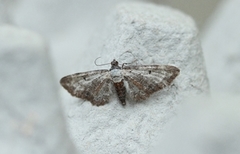 Burotdvergmåler (Eupithecia succenturiata)