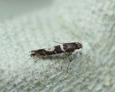 Brown Oak Slender (Acrocercops brongniardella)