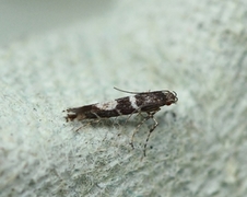 Acrocercops brongniardella