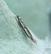 Blålig nebbmott (Platytes alpinella)
