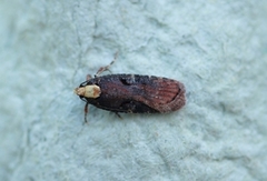Large Purple Flat-body (Agonopterix liturosa)