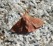 Kløverspinner (Lasiocampa trifolii)