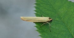 Gul lavspinner (Eilema lutarella)