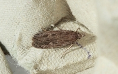 Gelechia sabinellus