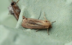 Webb's Wainscot (Globia sparganii)