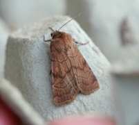 Six-striped Rustic (Xestia sexstrigata)