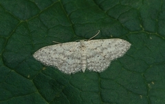 Grå engmåler (Idaea seriata)