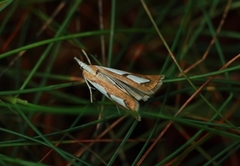 Toflekket nebbmott (Catoptria pinella)