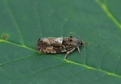 Diamond-back Marble (Eudemis profundana)