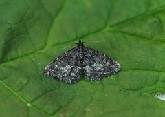Waved Black (Parascotia fuliginaria)