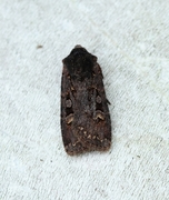 Garden Dart (Euxoa nigricans)