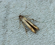 Stathmopoda pedella