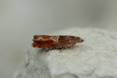 Orekveldvikler (Epinotia tenerana)