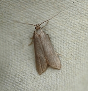 Ash-coloured Sober (Acompsia cinerella)