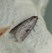 Kystfly (Stilbia anomala)