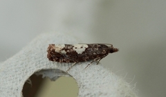 White-blotch Bell (Epinotia trigonella)