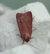 Neglected Rustic (Xestia castanea)