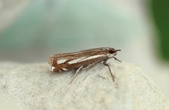 Lyngheinebbmott (Crambus ericella)