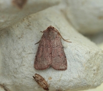Neglected Rustic (Xestia castanea)