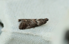 Liten eikesmalmott (Acrobasis consociella)