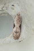 Hypatima rhomboidella