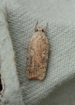 Agonopterix nervosa