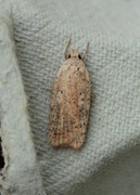 Dark-fringed Flat-body (Agonopterix nervosa)