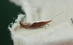 Honeysuckle Moth (Ypsolopha dentella)