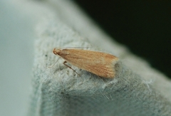 Helcystogramma rufescens