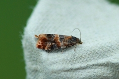 Oak Marble (Lobesia reliquana)