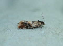 Oak Marble (Lobesia reliquana)
