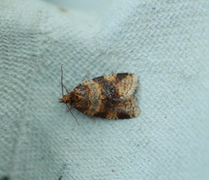 Brown-barred Tortrix (Epagoge grotiana)