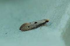Punktreirmøll (Tinea trinotella)
