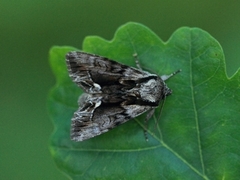 The Saxon (Hyppa rectilinea)