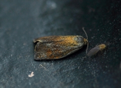 Brindled Tortrix (Ptycholoma lecheana)