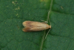 Oak Carl (Tischeria ekebladella)