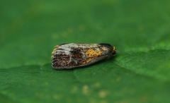 Blybladvikler (Ptycholoma lecheana)